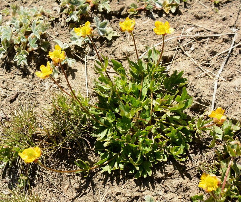 Ranunculus songaricus photo 5