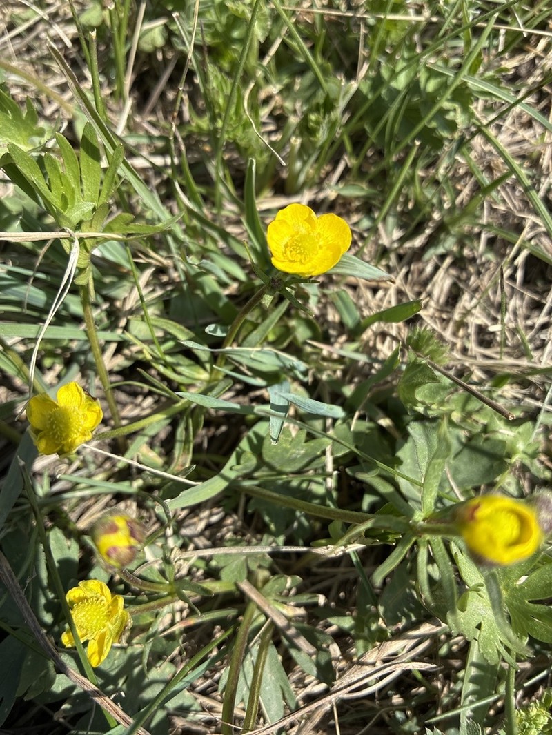 Ranunculus songaricus photo 6