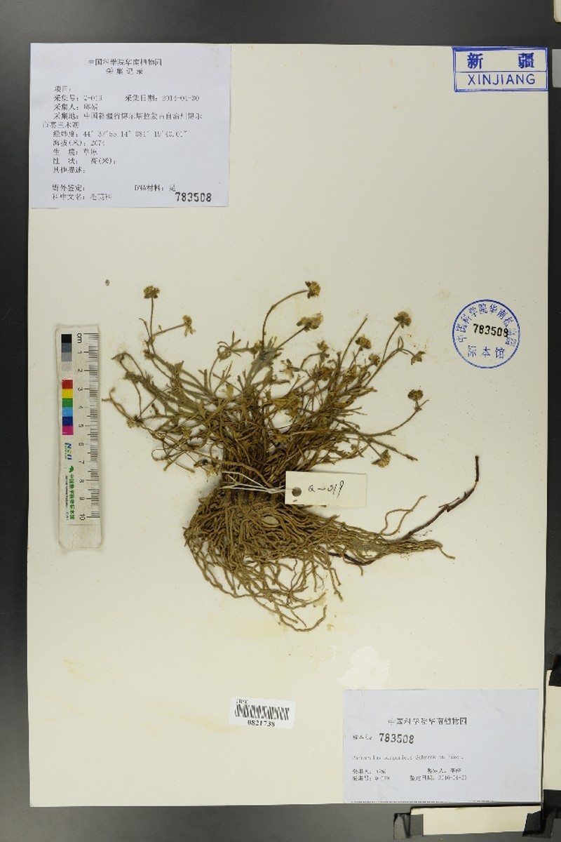 Ranunculus songaricus photo 8