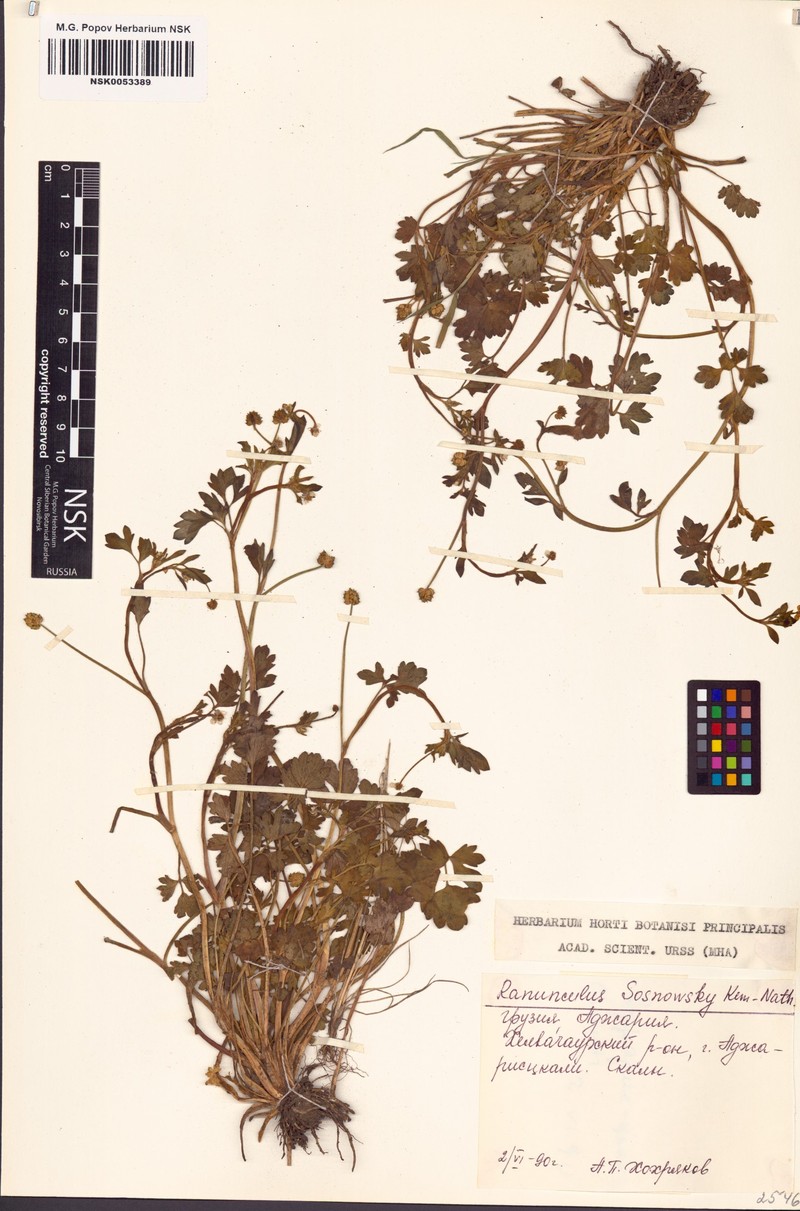 Ranunculus sosnowskyi