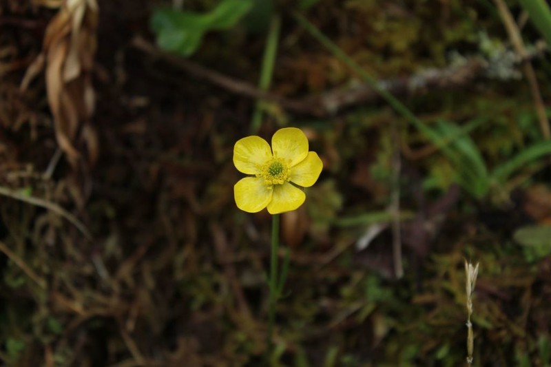 Ranunculus spaniophyllus