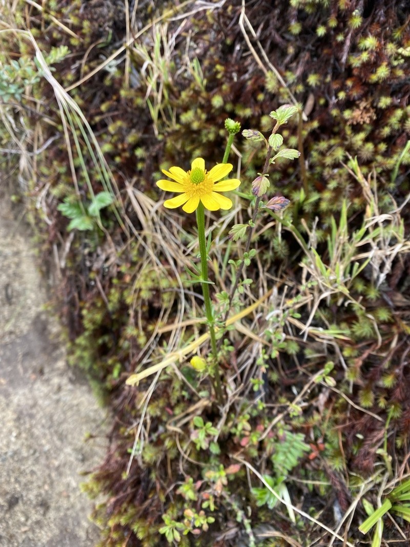 Ranunculus spaniophyllus photo 2