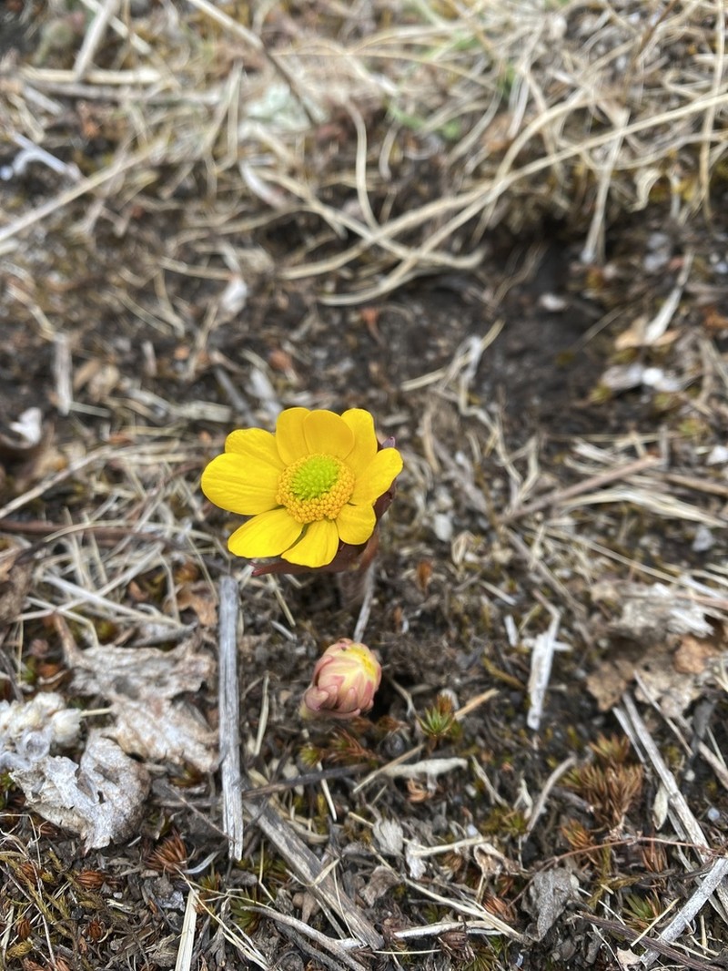 Ranunculus spaniophyllus photo 3