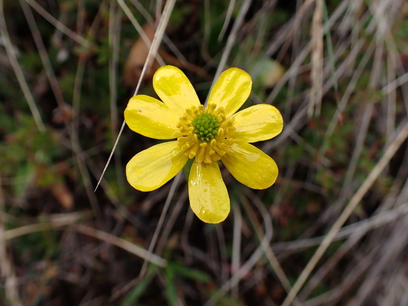 Ranunculus spaniophyllus photo 4