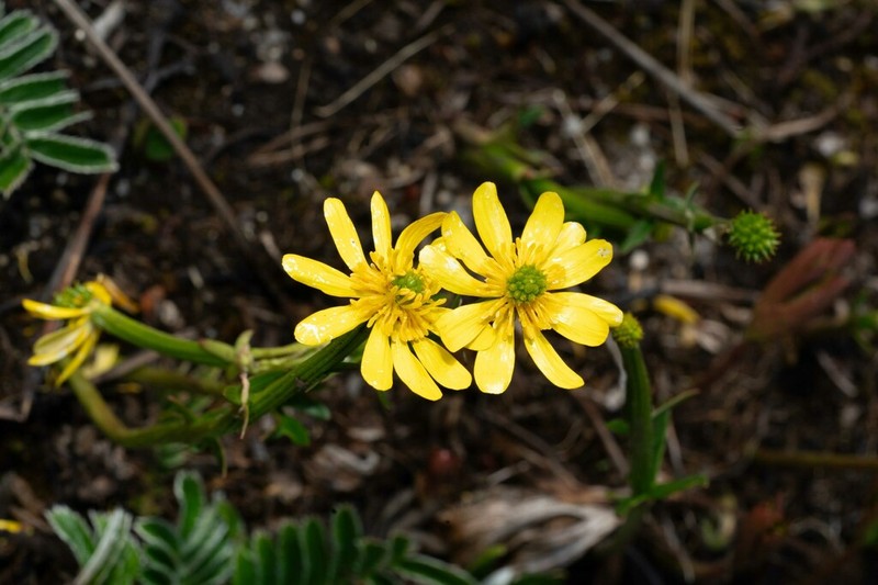 Ranunculus spaniophyllus photo 5