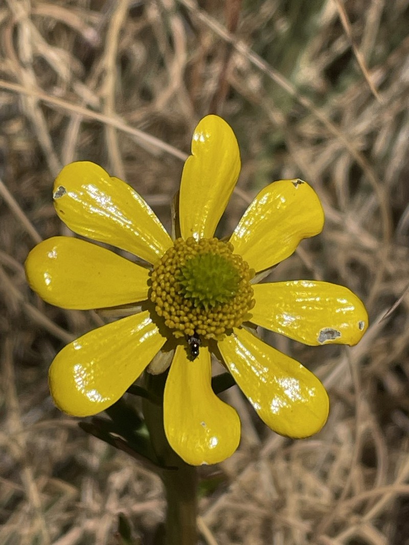Ranunculus spaniophyllus photo 6