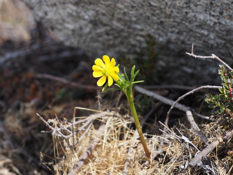 Ranunculus spaniophyllus photo 7