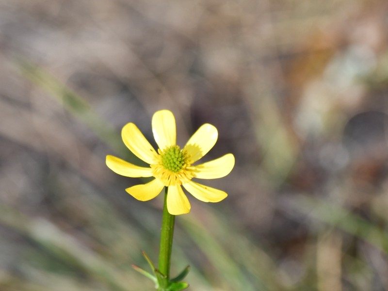 Ranunculus spaniophyllus photo 8