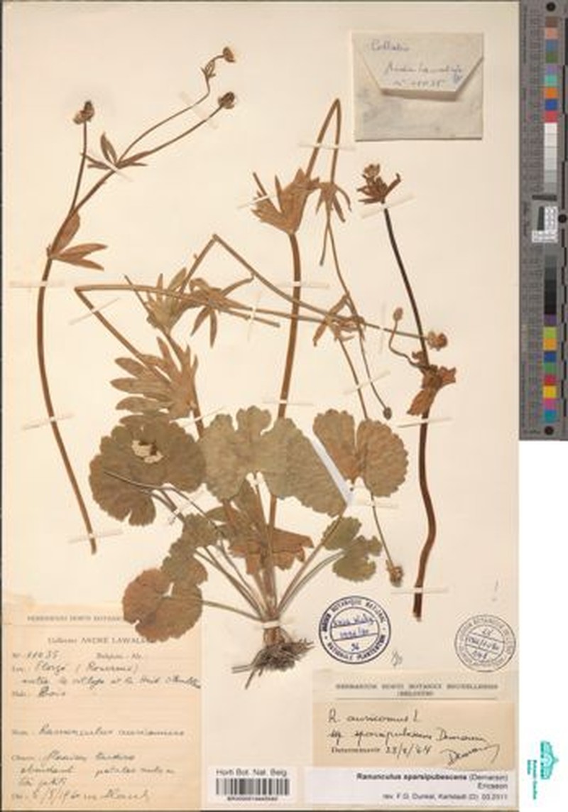 Ranunculus sparsipubescens