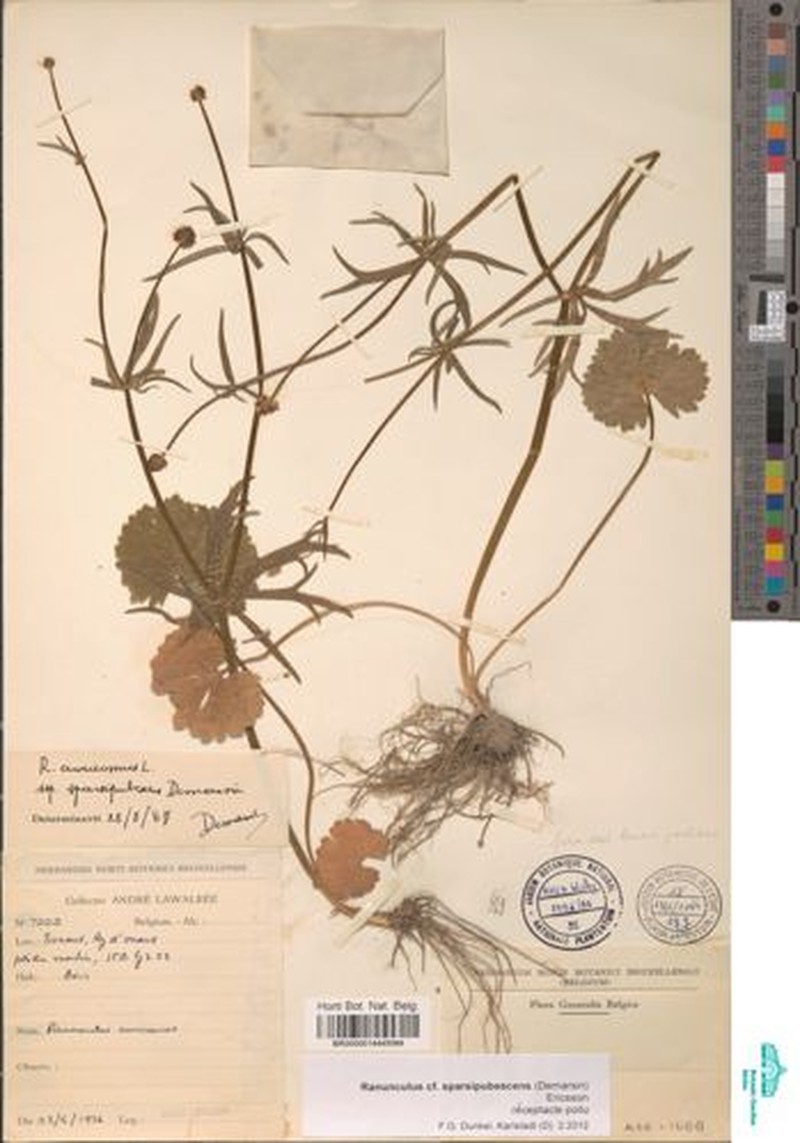 Ranunculus sparsipubescens photo 2