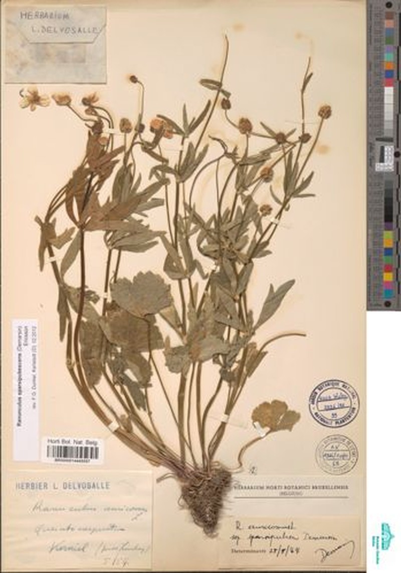 Ranunculus sparsipubescens photo 3