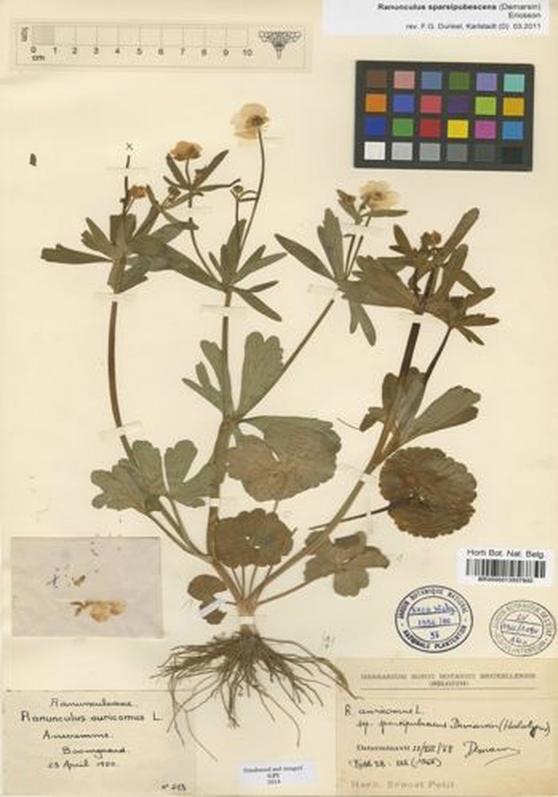 Ranunculus sparsipubescens photo 4
