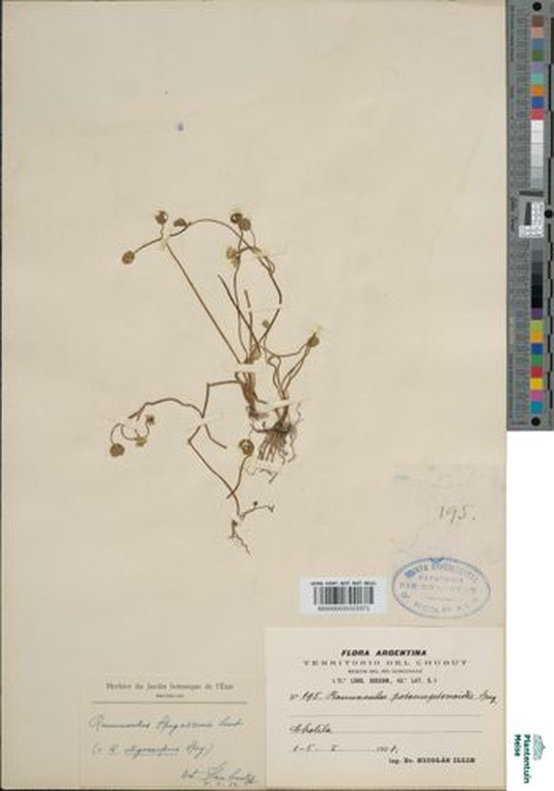 Ranunculus spegazzinii