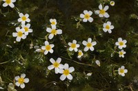 Ranunculus sphaerospermus
