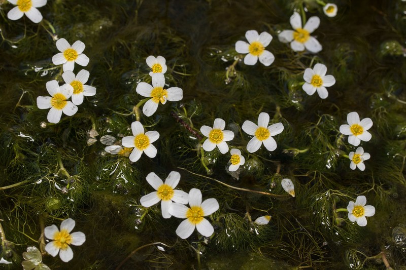 Ranunculus sphaerospermus