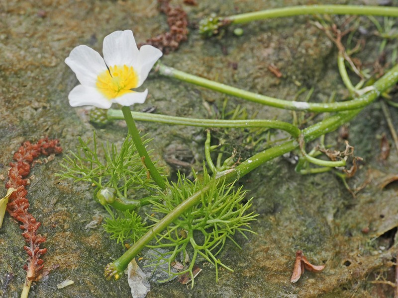 Ranunculus sphaerospermus photo 3