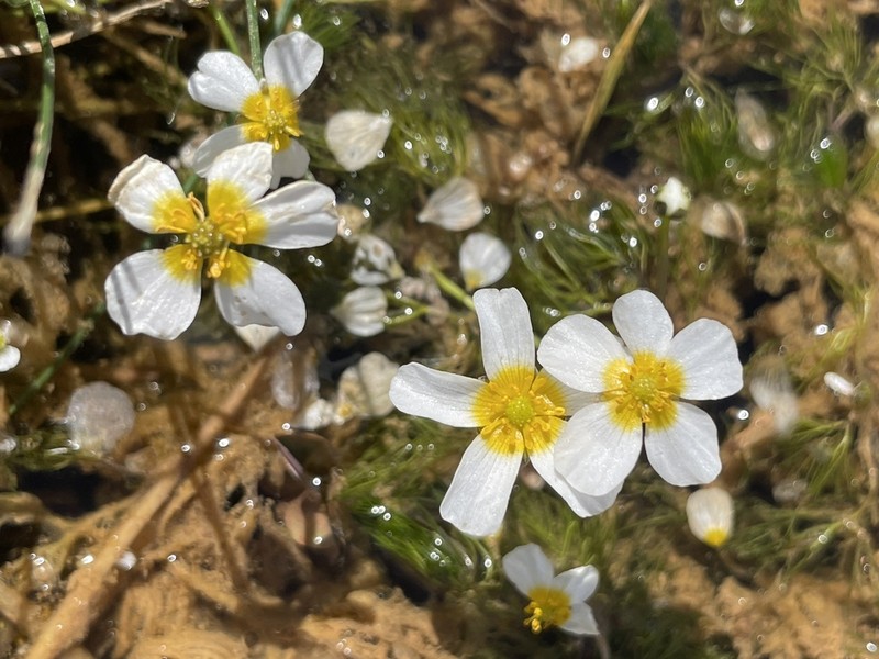 Ranunculus sphaerospermus photo 5