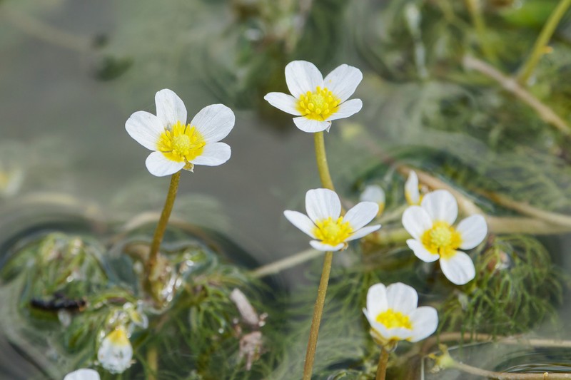 Ranunculus sphaerospermus photo 6