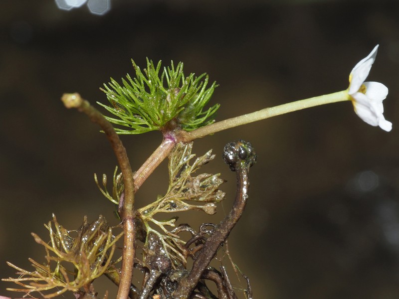 Ranunculus sphaerospermus photo 7