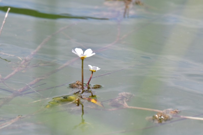 Ranunculus sphaerospermus photo 8