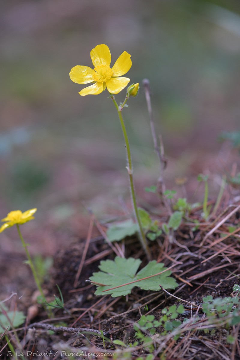 Ranunculus spicatus