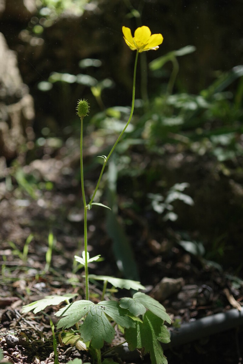 Ranunculus spicatus photo 2