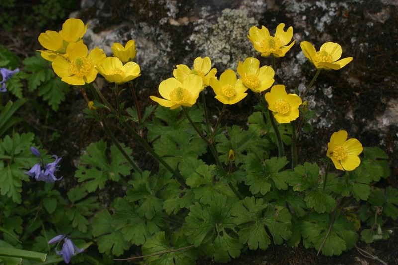 Ranunculus spicatus photo 3
