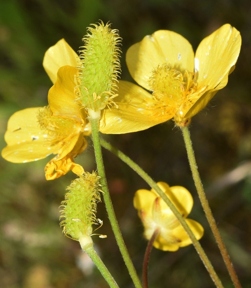 Ranunculus spicatus photo 4