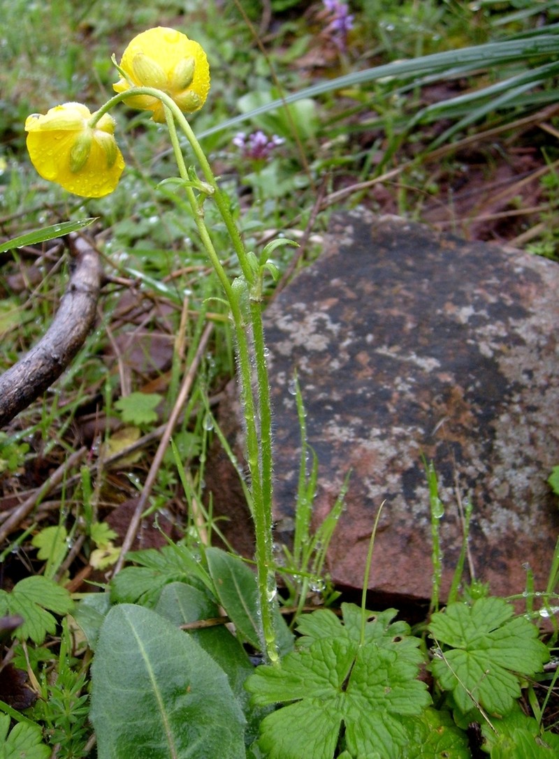 Ranunculus spicatus photo 5