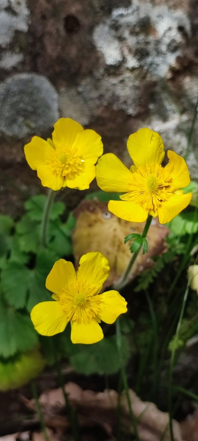 Ranunculus spicatus photo 6