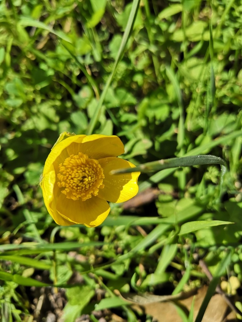 Ranunculus spicatus photo 7
