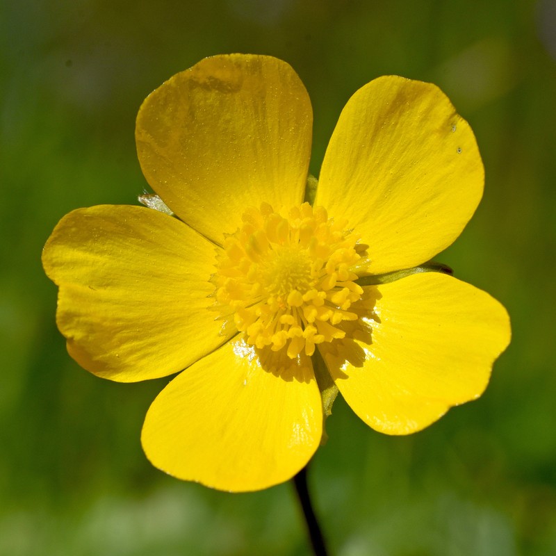 Ranunculus spicatus photo 8