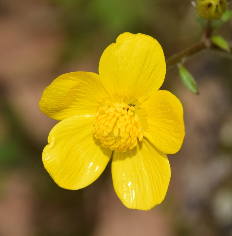 Ranunculus spicatus subsp. blepharicarpos photo 2