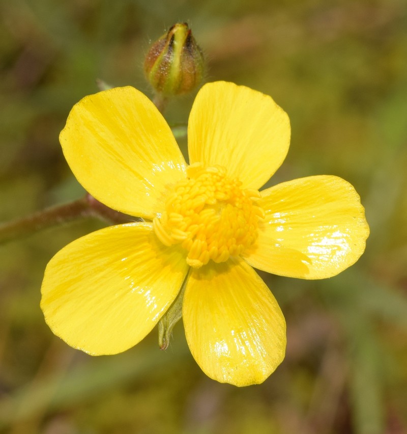 Ranunculus spicatus subsp. blepharicarpos photo 3