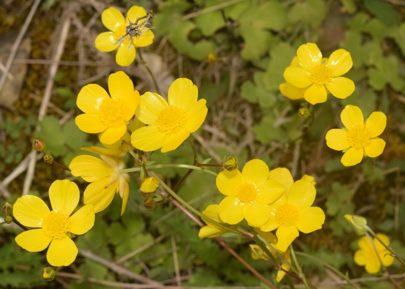 Ranunculus spicatus subsp. blepharicarpos photo 4