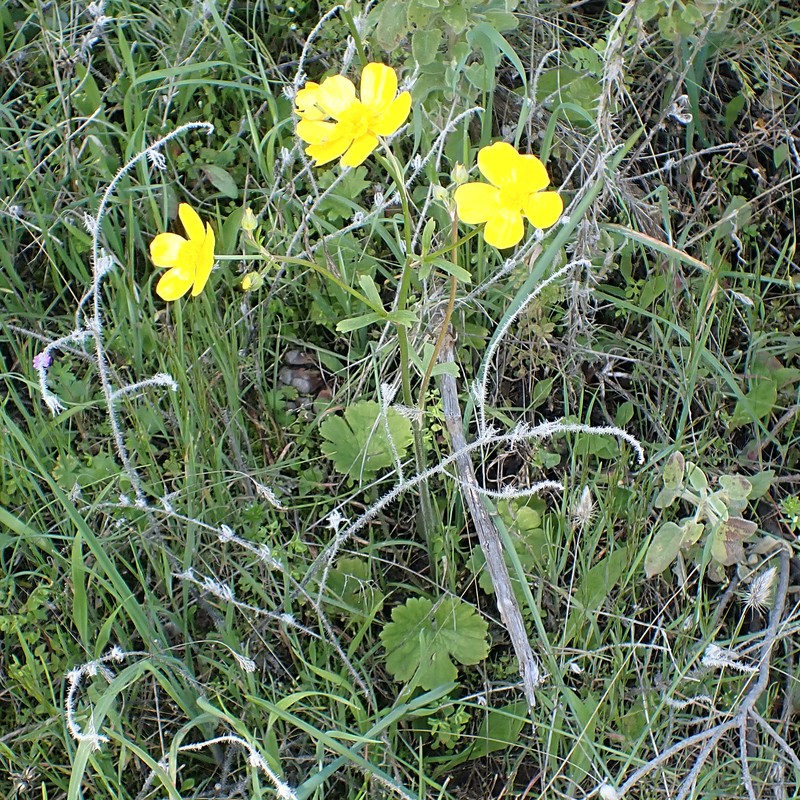Ranunculus spicatus subsp. blepharicarpos photo 5