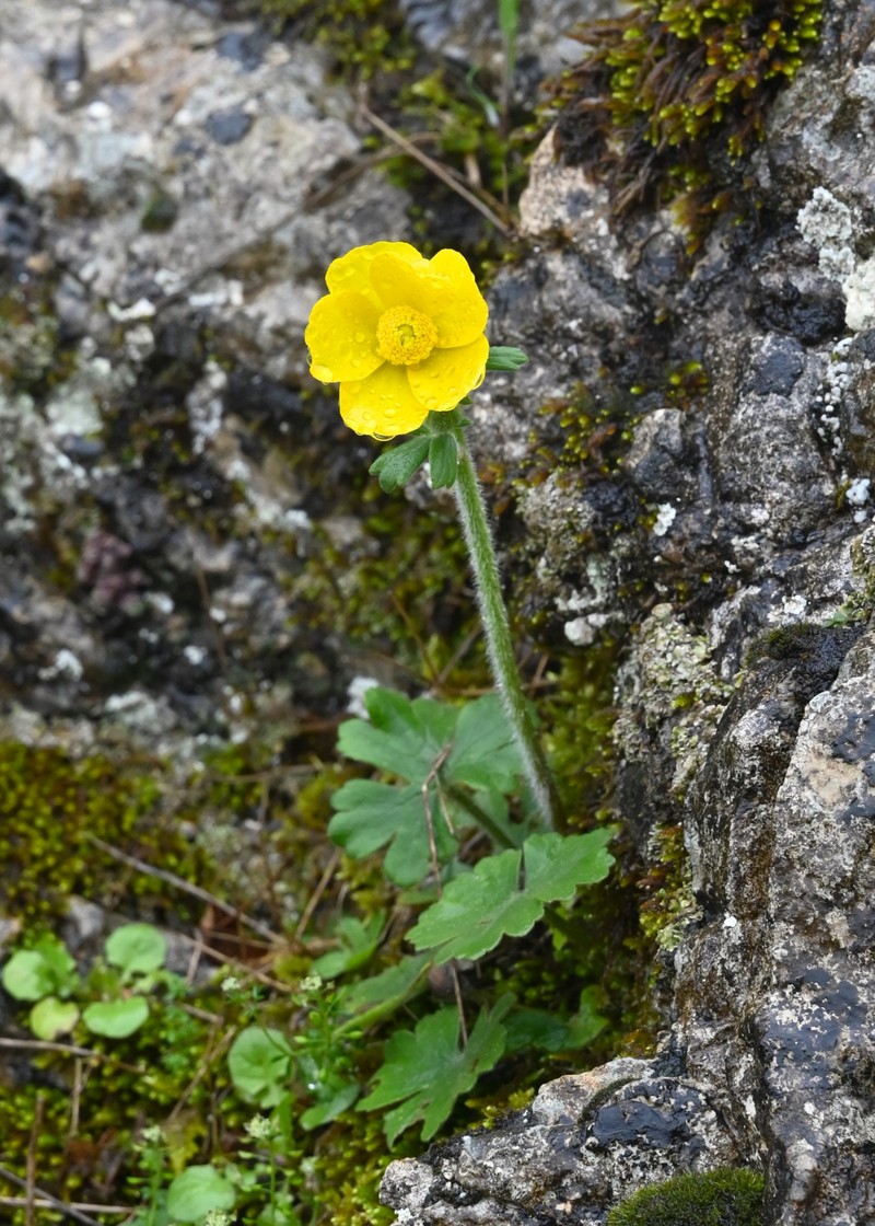 Ranunculus spicatus subsp. blepharicarpos