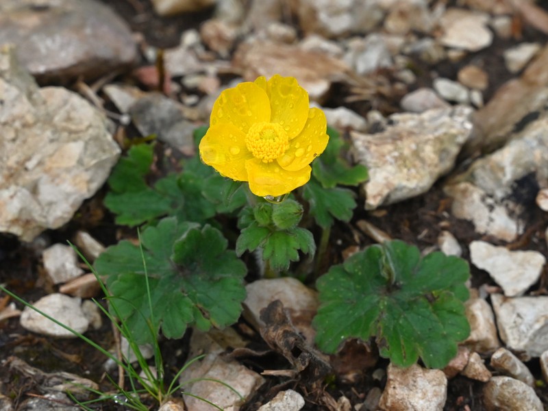 Ranunculus spicatus subsp. blepharicarpos photo 6