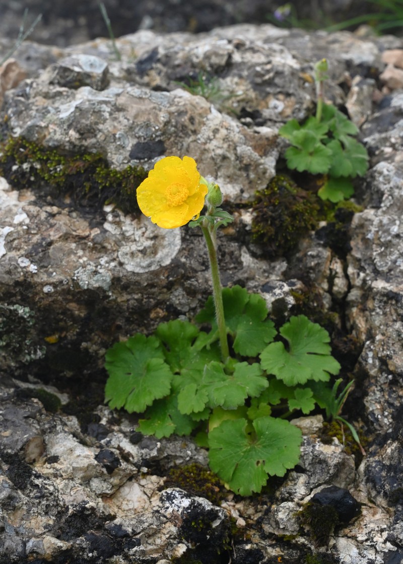 Ranunculus spicatus subsp. blepharicarpos photo 7