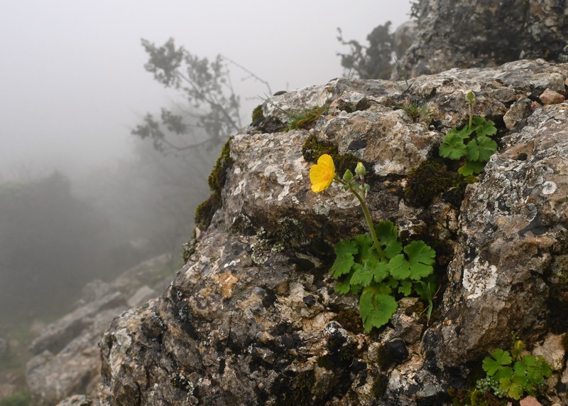 Ranunculus spicatus subsp. blepharicarpos photo 8