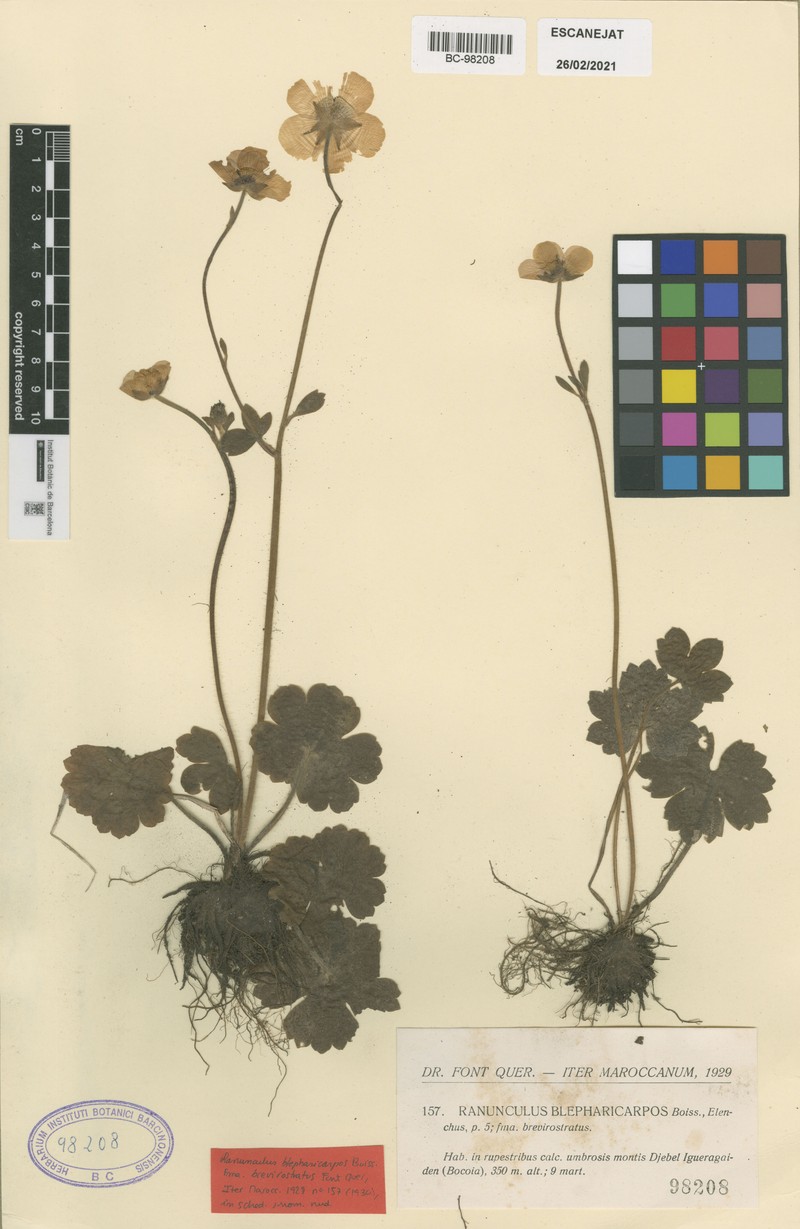 Ranunculus spicatus subsp. spicatus