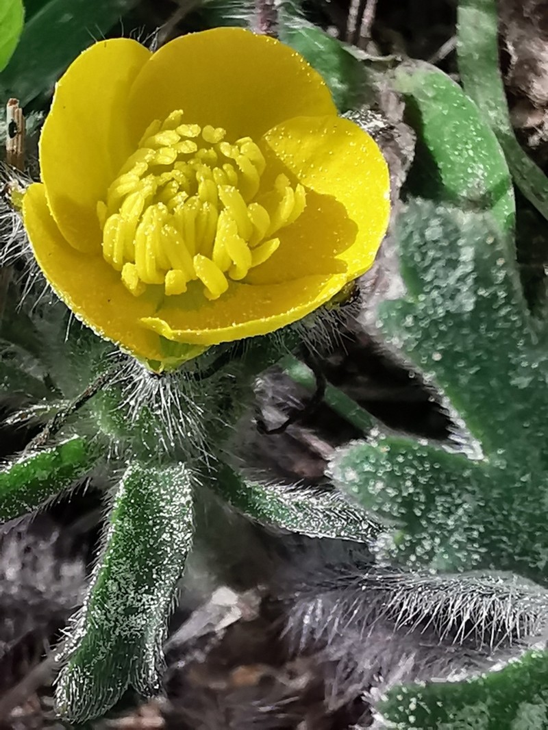 Ranunculus sprunerianus