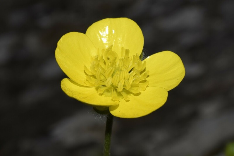 Ranunculus sprunerianus photo 2