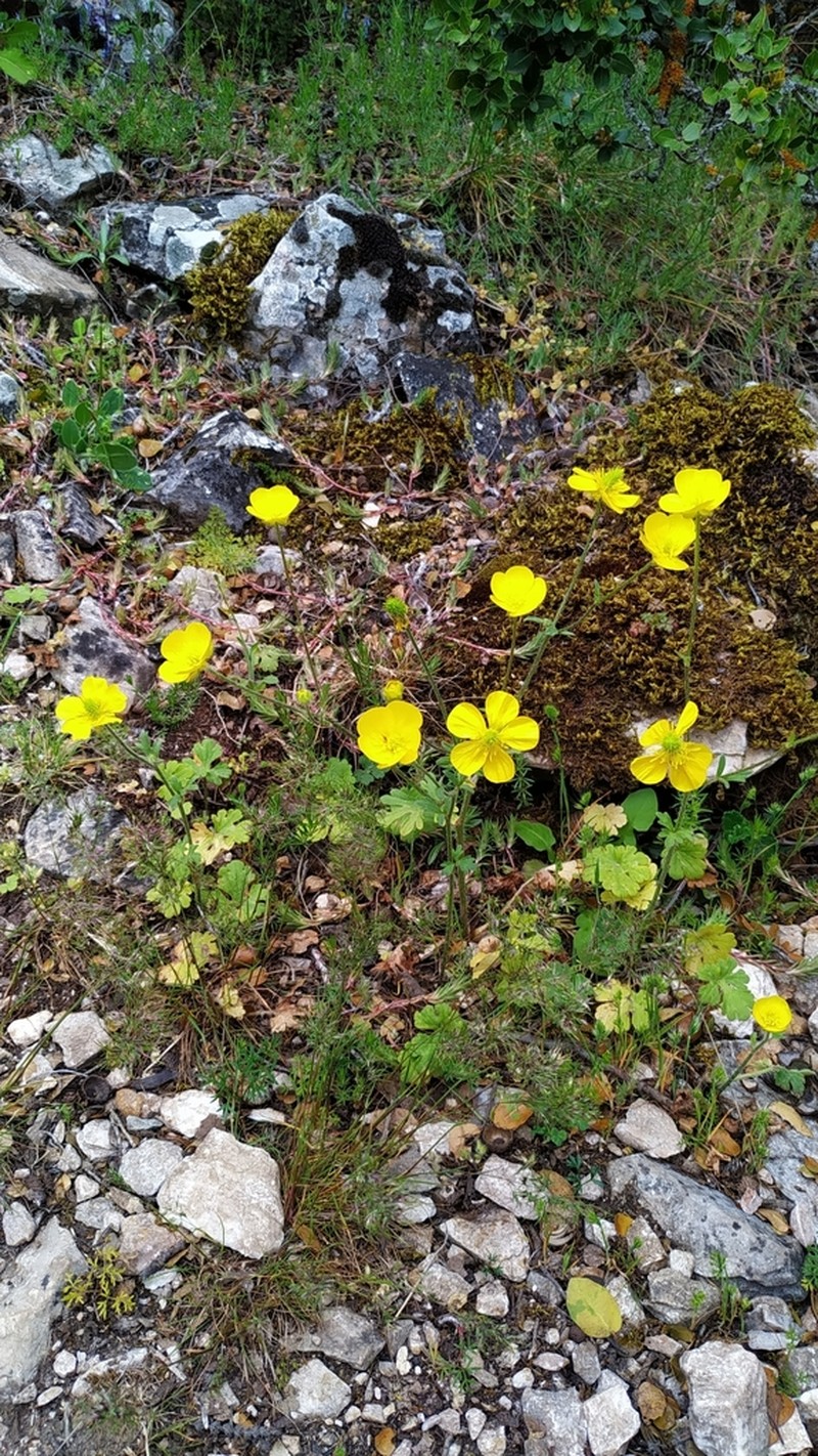 Ranunculus sprunerianus photo 3