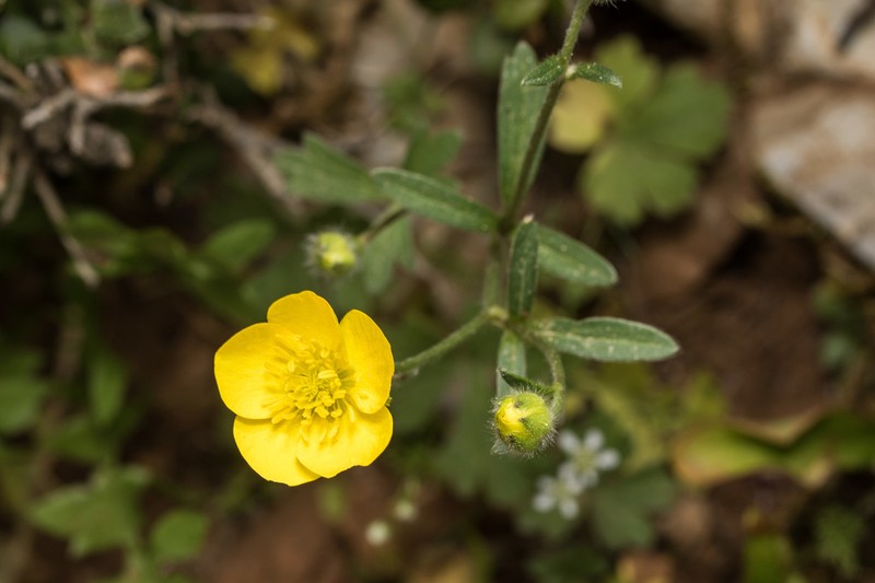 Ranunculus sprunerianus photo 4