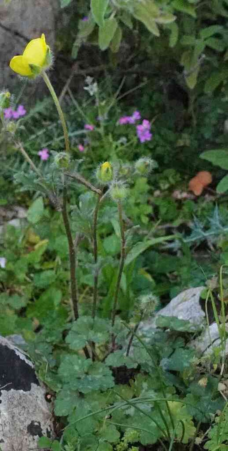 Ranunculus sprunerianus photo 5