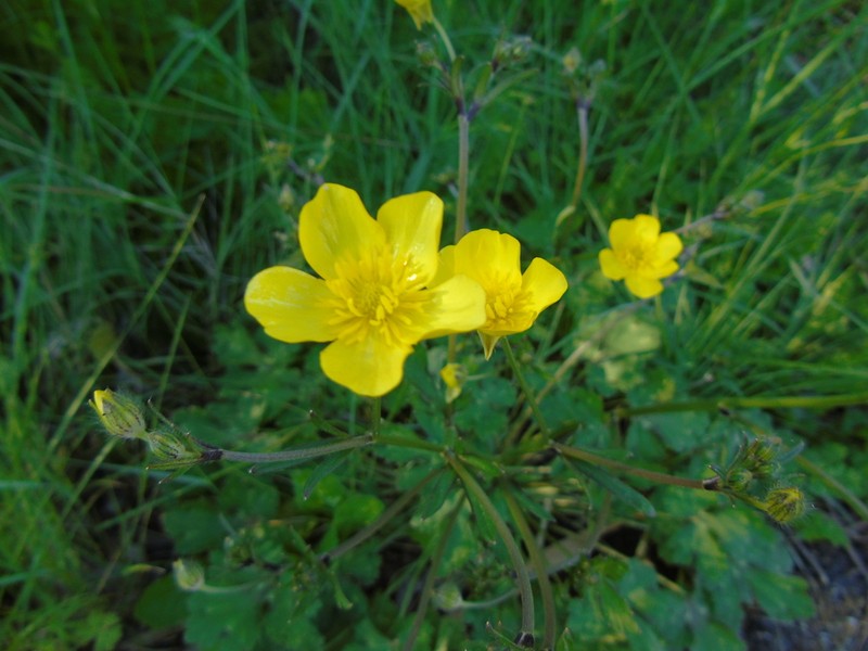 Ranunculus sprunerianus photo 6