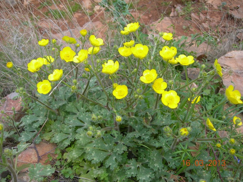 Ranunculus sprunerianus photo 7