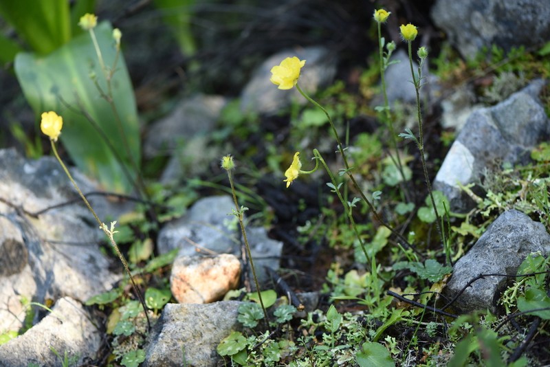 Ranunculus sprunerianus photo 8