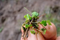 Ranunculus stagnalis